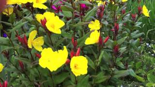 Gillenia trifoliata and Oenothera Summer Sun [upl. by Llednav]