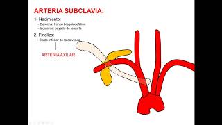 Relaciones de la arteria subclavia [upl. by Stempien]