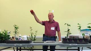 Growing Camellias from Cuttings and Seed by Gene Phillips [upl. by Eyllib]