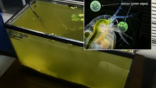 Raising Daphnia for the Freshwater Aquarium [upl. by Hendel635]