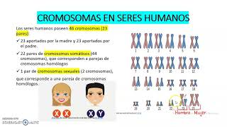 LOS CROMOSOMAS EN SERES HUMANOS [upl. by Euell]