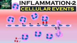 INFLAMMATION Part 2 Cellular Events Leukocyte Recruitment [upl. by Okimat]