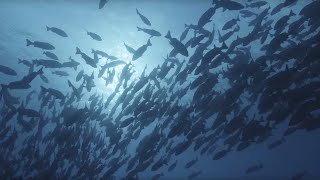 Ocean Surface 10 Hours of Relaxing Oceanscapes  BBC Earth [upl. by Kieryt]