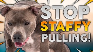 STAFFORDSHIRE BULL TERRIER TRAINING How To Stop Your Staffy From Pulling On Walks [upl. by Orfield760]