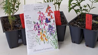 Seedling Spotlight Linaria Fairy Bouquet [upl. by Idroj48]