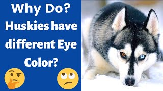 Why do Huskies have Different Colored eyes 🤔 [upl. by Albina]