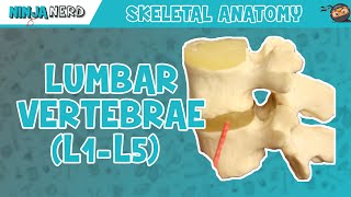 Lumbar Vertebrae L1L5 Anatomy [upl. by Samp620]