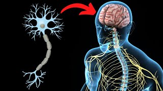 El SISTEMA NERVIOSO CENTRAL explicado partes y funcionamiento🧠 [upl. by Hayyim]