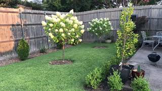 Basic care of Hydrangea paniculata Limelight from Proven Winners [upl. by Aicac]