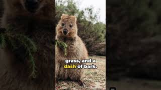 Cool Quokka Facts [upl. by Sairahcaz140]