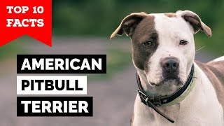 American Pitbull Terrier  Top 10 Facts [upl. by Assirialc]