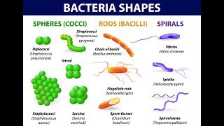 Microbiology of Bacterial Morphology amp Shape [upl. by Meredi524]