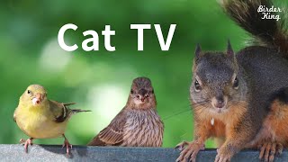 Cat TV 2020 8 Hours  Birds for Cats to Watch Relax Your Pets Beautiful Birds Squirrels [upl. by Paff341]