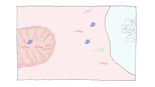 How We Make New Mitochondria Biogenesis Explained [upl. by Ybrek558]