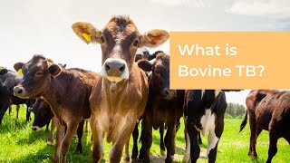 What is Bovine TB [upl. by Hubing]