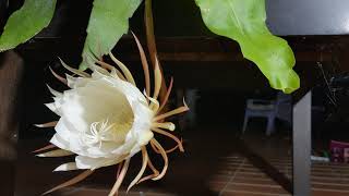 Queen of the Night Stunning TimeLapse of a Rare Flower Bloom [upl. by Caldwell449]