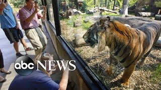 Sanjiv the tiger attacks zookeeper [upl. by Harvard]