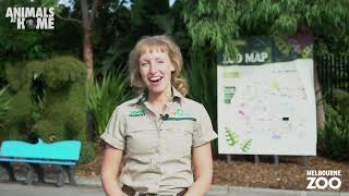 Virtual Tour of Melbourne Zoo [upl. by Nedle119]