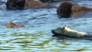 Determined Wolf Catches Young Calf  BBC Earth [upl. by Aihsenal]