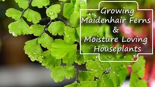 Growing Maidenhair Ferns amp Moisture Loving Houseplants  Adiantum [upl. by Dehsar]