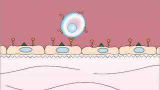 Adhesion in Leukocyte Extravasation [upl. by Maureen638]