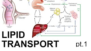 Lipid Transport pt 1 [upl. by Anilocin894]