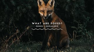 What Are Foxes Everything Youve Ever Wanted To Know About Foxes [upl. by Noid]