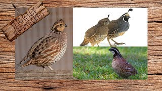 What Type Of Quail Should You Raise [upl. by Maice]