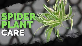 Spider Plant Care How To Grow Chlorophytum Comosum [upl. by Eliathas]