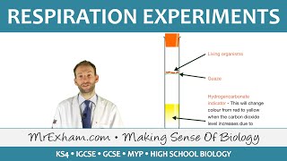 Respiration Experiments  GCSE Biology 91 [upl. by Nerua]