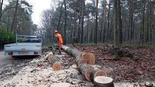 Brandhout zagen en afvoeren [upl. by Cathey]