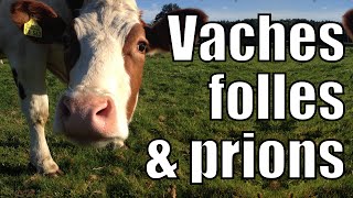 Vache folle amp Prions [upl. by Heath]