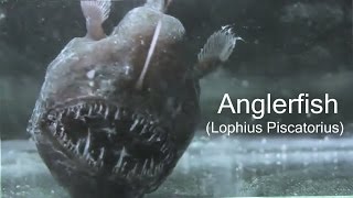 Anglerfish Lophius Piscatorius [upl. by Alaham]