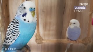 Budgie Sounds 3 Hours  Help Lonely Budgies To Chirp [upl. by Shabbir]