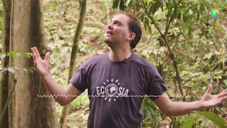 How Ecosia fights palm oil plantations [upl. by Sachsse]