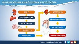 SISTEMA RENINA ANGIOTENSINA ALDOSTERONA  Morfofisiología [upl. by Ahsikym883]