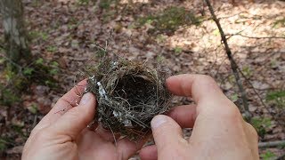 Nature Moments How to Build a Birds Nest [upl. by Leonerd]