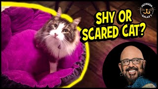 THE Key to Helping Your Shy or Scared Cat [upl. by Ttam]