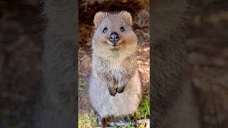 Quokka  Happiest Animal [upl. by Lipkin38]