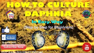 HOW TO CULTURE DAPHNIA In Easy Way [upl. by Eiramait633]