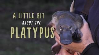 A Little Bit About Platypus [upl. by Tergram953]