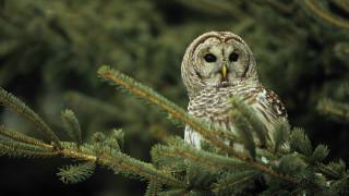 Voices Barred Owl [upl. by Noied611]