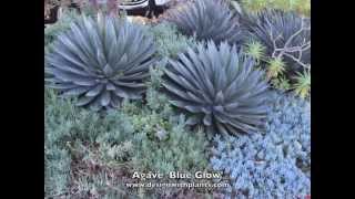 Agave Blue Glow [upl. by Noryt]