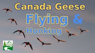 Canada geese flying and honking loud sounds [upl. by Inilam571]