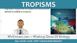 Coordination and Response  Plants  Tropisms  GCSE Biology 91 [upl. by Airdnahc]