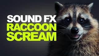 RACCOON SCREAM  Sound Effects High Quality [upl. by Singleton126]