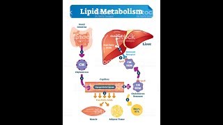 LIPID METABOLISM Biochemistry Session 1Lipid Digestion [upl. by Claude]