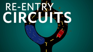 Cardiology Reentry Circuits cardiology ubcmedicine [upl. by Kort337]