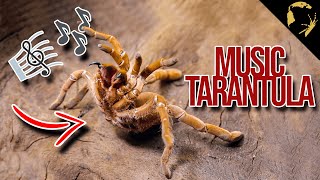 Tarantulas Makes Sound King Baboon Tarantula Painful Venom [upl. by Celik]