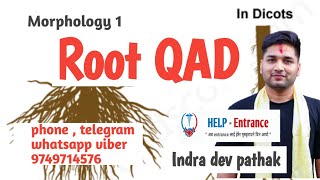 Root qad  morphology 2 [upl. by Adaran223]